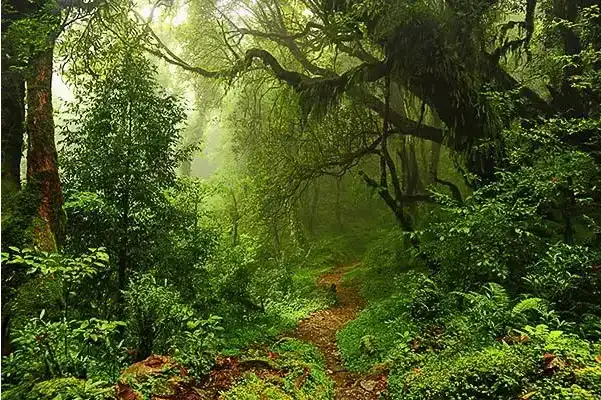 La forêt amazonienne